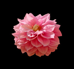 Flower of pink dahlia isolated on a black background