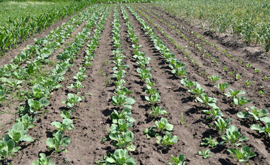 Fototapeta na wymiar Cabbage grows in the open ground