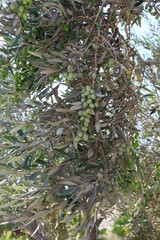 Zielone oliwki na gałęziach drzewa oliwnego