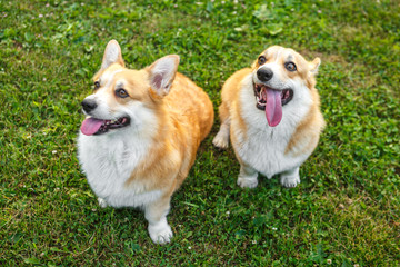 Two dogs Welsh Corgi on the green lawn