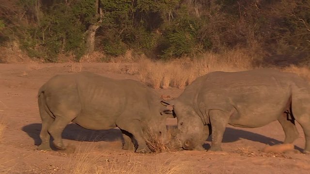 White rhinoceroses fight face to face over territory in the wild of South Africa.