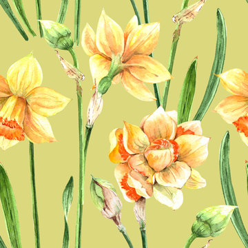 pattern of yellow flowers daffodils on a green background. watercolor drawing © Lana