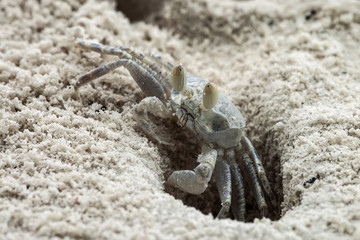 A small sand crab climbs out of a hole in the sand of a sea beach. Close-up.