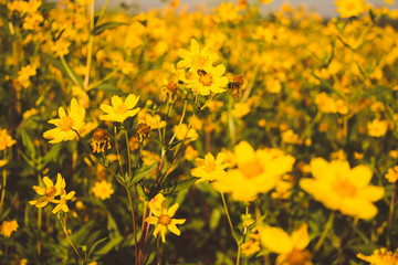 Plantation flowers nature