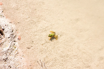 Frog in Water