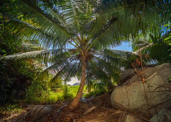 The famous beautifully shaped granite boulders at the La Digue island, Seychelles