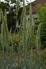 tall spikelets of green wheat in the garden against the background of a white house and lush trees.