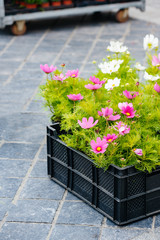 Plastic recipient with Beautiful cosmos flower for sale in central Ostend Belgium