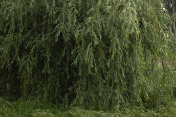 luxurious flowering weeping green willow by a quiet river with green grass in cloudy weather.