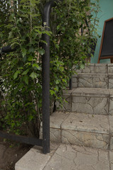 gray steps near which a magnificent green bush grows in the city center with a green wall in the background.