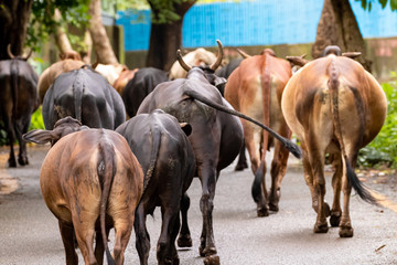herd of Indian cows on the streets of Mumbai city