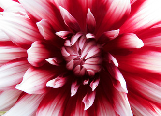 Dahlia flower with burgundy veins on the petals