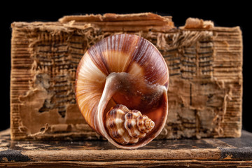A small snail shell arranged in a large shell. Mollusk shell on the old book cover.