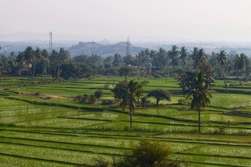 Naklejka premium Green fields