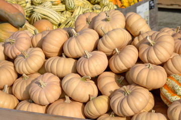 citrouilles au soleil 