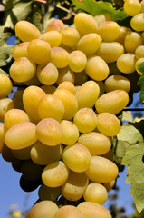  close-up of ripe bunch of grapes in the vineyard