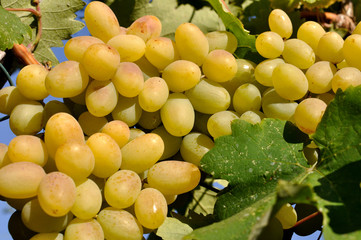 close-up of ripe bunch of grapes in the vineyard