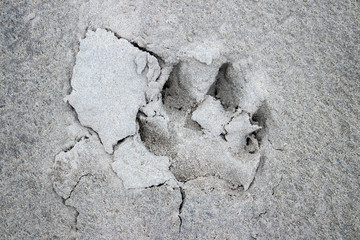 Track.
