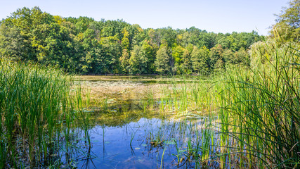 Forest and lake