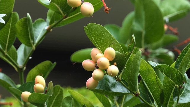 Carunda or Karonda Fruit for health