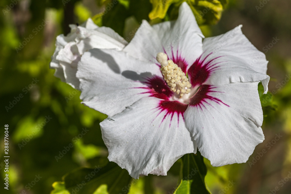 Wall mural Allassac (Corrèze, France) - Hibiscus - Althéa