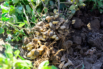 Dug peanuts. Peanut bush on the field. Tubers, peanut roots.