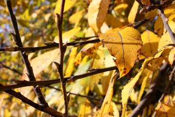 Yellow autumn leaves on the tree with brown branches wich looks like hashtag on natural fall background