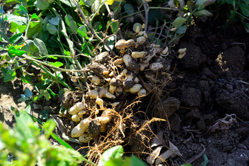 Dug peanuts. Peanut bush on the field. Tubers, peanut roots.