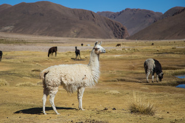 The llamas of Bolivia