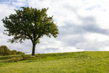 Fototapeta na wymiar Bergrücken mit Obstbaum und Wolken als Hintergrund