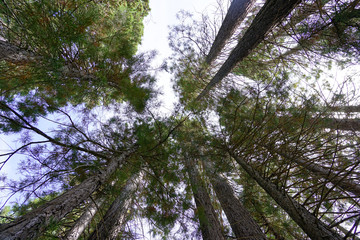 Big green forest and the beauty of nature 