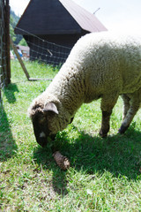 Sheep eaten grass.