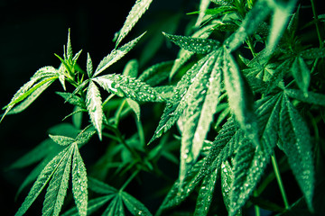 Cannabis Marijuana Leaf Plant Green Medical Weed High Quality