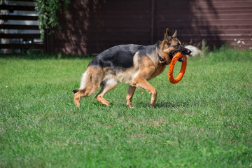 Cute german shepherd with black mask is playing with doggie ring. Pet animals.
