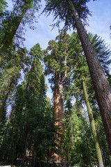 Fototapeta premium Nature in the middle of a large forest and the abundance of trees