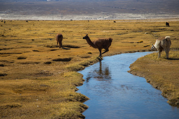 The llamas of Bolivia