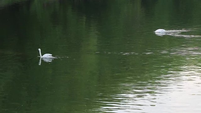 Due cigni nel lago