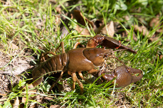 River crayfish in its natural habitat.