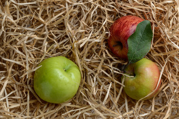 composition of three fresh apples on wood shavings