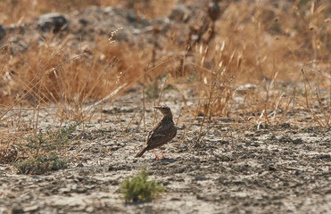The crested lark bird walking on the ground. Funny little bird