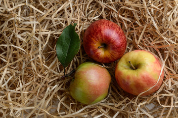 three different varieties of apples on wood shavings