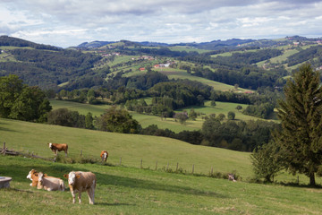 Fototapeta na wymiar Blick ins Land mit Kuh Weide und Hügellandschaft