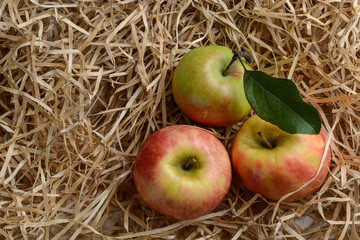 a green Apple with a leaf and two red apples on wood shavings