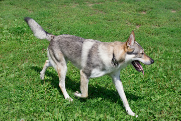 Naklejka na ściany i meble Czechoslovak wolfdog is walking on a green meadow. Pet animals.