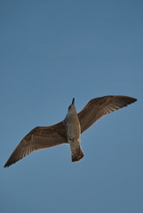 Flying seagulls in the blue sky over the sea
