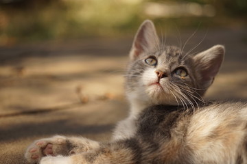 Naklejka na ściany i meble Pale grey kitten closeup portrait in summer day outdoor.