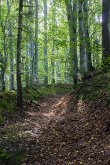 Herbstlicher Wald mit einem Hohlweg und Sonnenschein