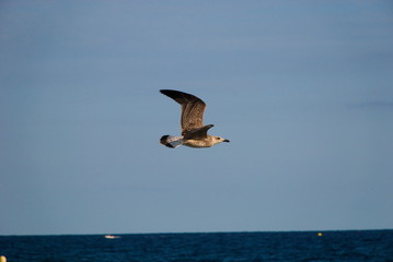 Fototapeta na wymiar Flying seagulls in the blue sky over the sea