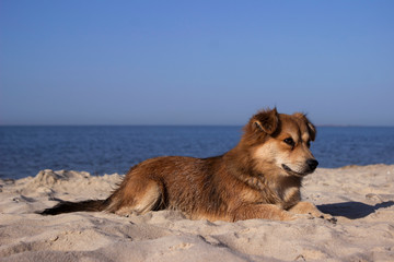 Red-haired little dog resting in the sand on the beach by the sea. Pet in clear weather.