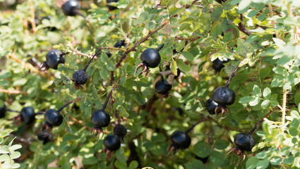 Cynorhodons pourpres violets et noirs foncés de rosier primprenelle (Rosa pimpinellifolia) portés par des rameaux épineux au feuillage vert, marron et brun poupré